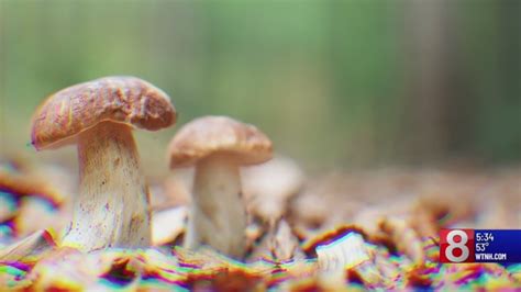 Yale School of Medicine researchers study 'magic mushroom' treatment for migraines